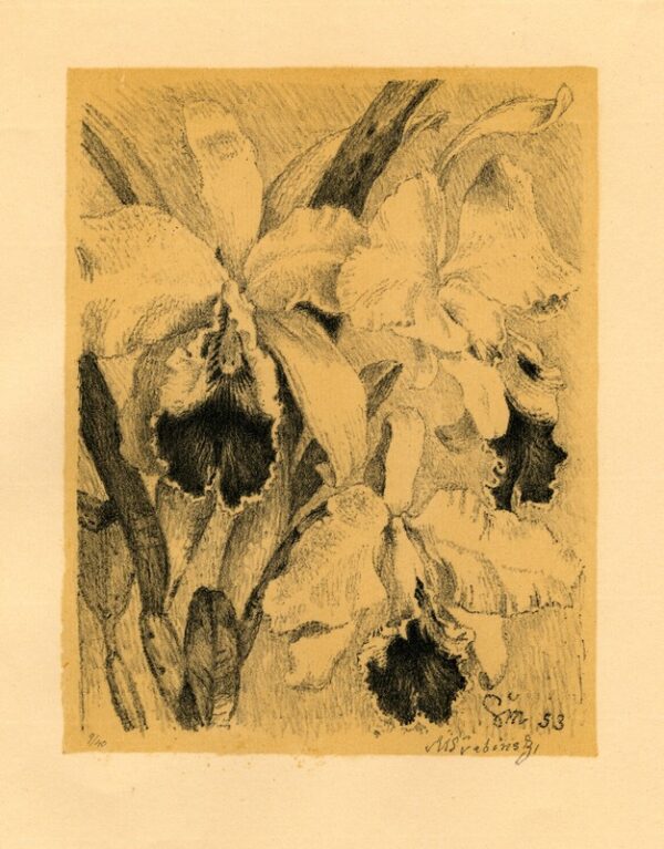 Orchidea cattleya amabilis alba