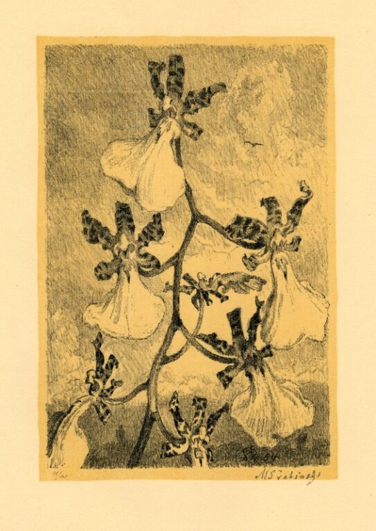 Orchidea oncidium splendidum