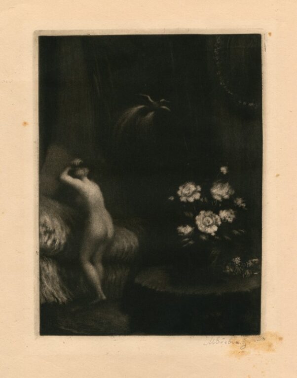 Bílá kamelie (střední)