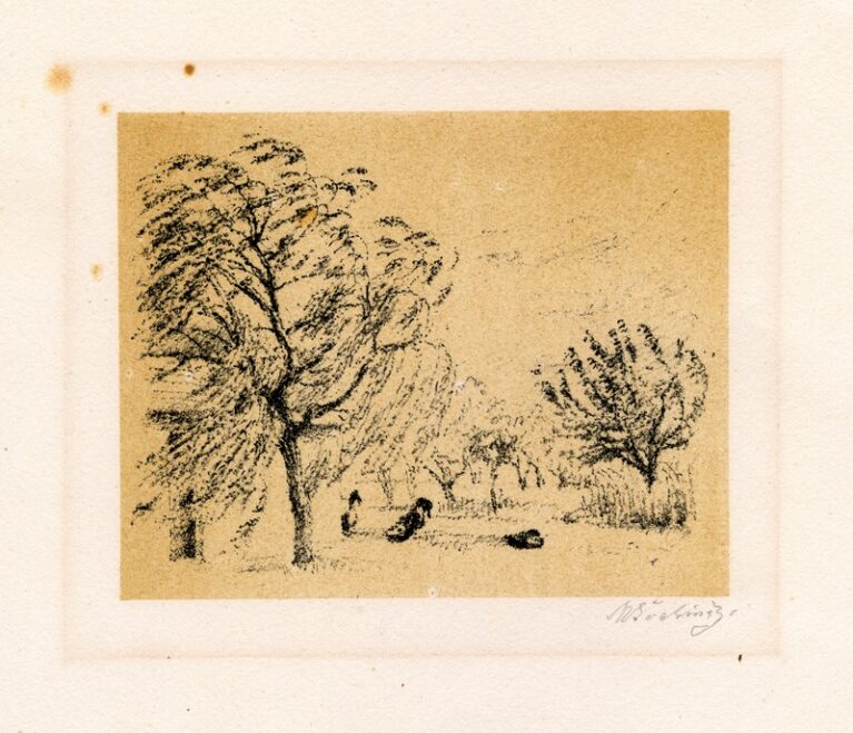 Vrba a kachňátka v Chodově