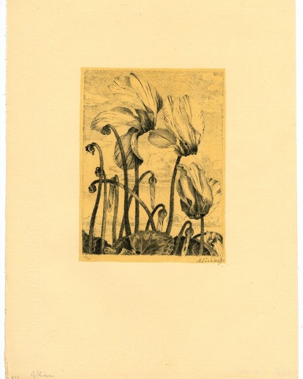 Cyclamen