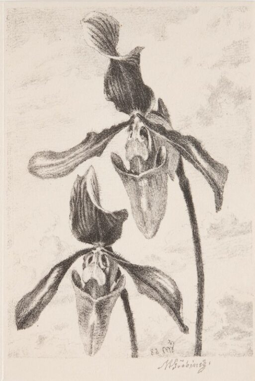 Orchidea cypripedium harissianum