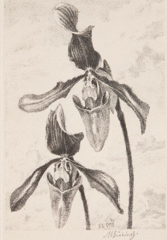 Orchidea cypripedium harissianum