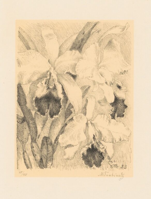 Orchidea stanhopea tigrina